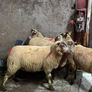 12 super charlois breeding ewe lambs Image 7
