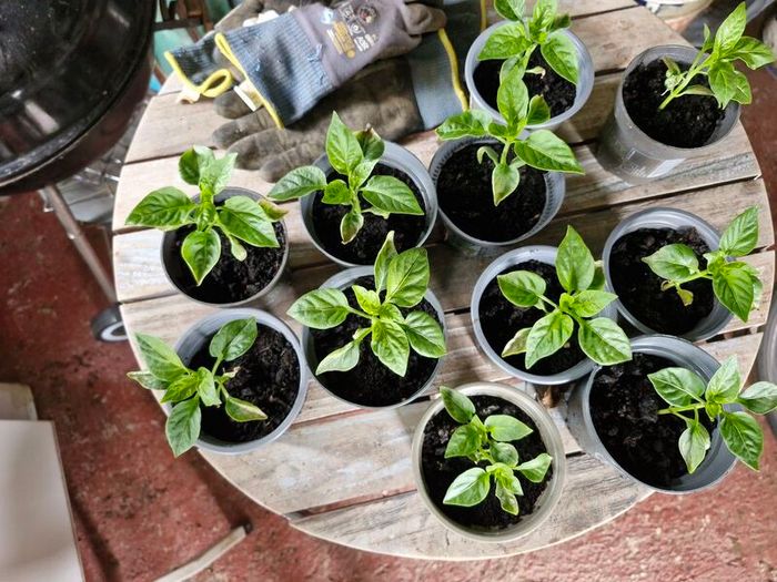 pepper plants