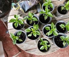 pepper plants