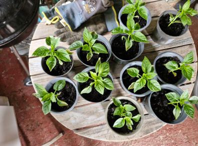 pepper plants