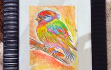 Watercolour pencils - Rainbow bird