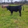 9 Aberdeen angus weanling bulls Image 5