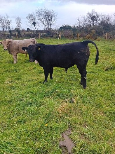 9 Aberdeen angus weanling bulls