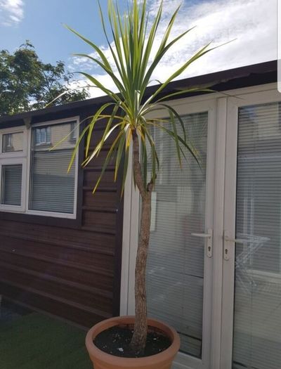Palm Tree