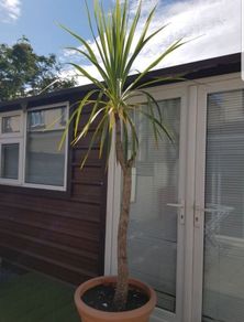 Palm Tree