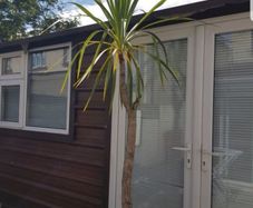 Palm Tree