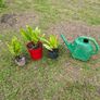 Fern Plants X 3 Image 4