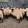 Ewe Lambs Image 2