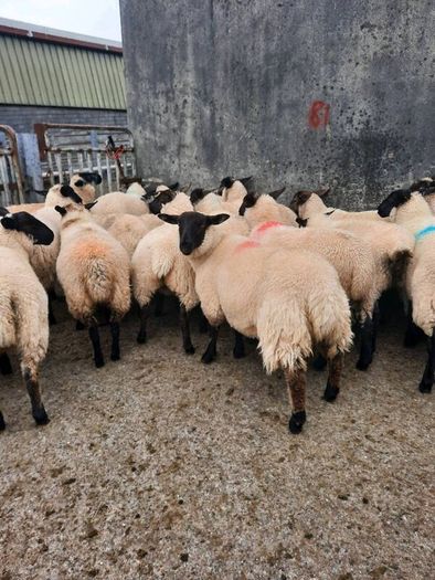 Ewe Lambs