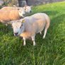 Selection of Shearling & Ram lambs Image 3