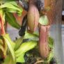 Carnivorous plants small terrarium Image 5