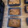 Bonsai pots Image 4