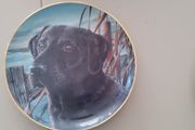 Labrador Wall plate