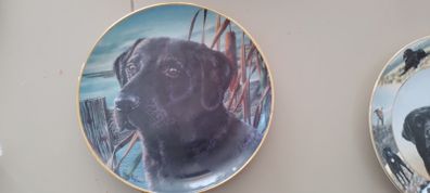 Labrador Wall plate