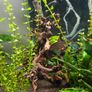 200L curved Aquarium,  Fish tank, fully equipped Image 6