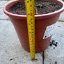 plant Image 2