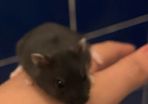 baby hamster