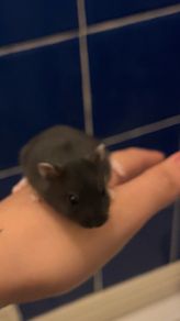 baby hamster