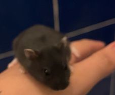 baby hamster
