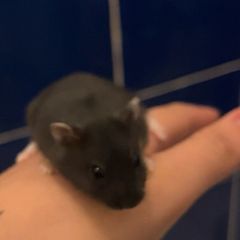 baby hamster