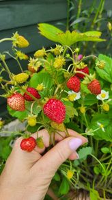 Wild strawberry. Delicious and aromatic berries.