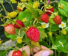 Wild strawberry. Delicious and aromatic berries.