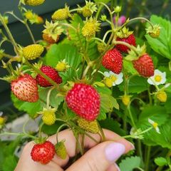 Wild strawberry. Delicious and aromatic berries.