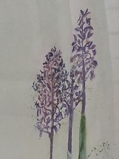 Framed Floral Watercolour