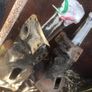 Ford Escort Mk2 Gearbox Image 2