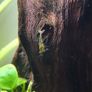 shrimp Image 8