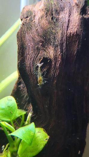 shrimp