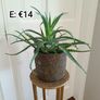 Plant Assortment Image 3