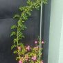 plants Image 4