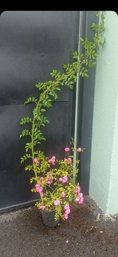 plants