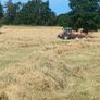 Hay Image 3