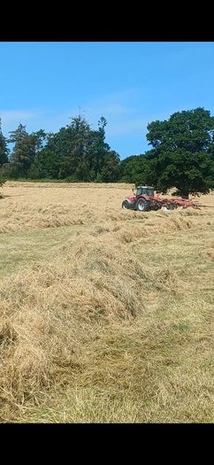Hay