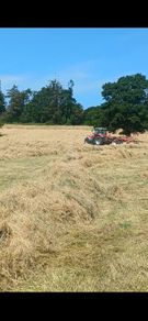 Hay