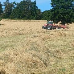 Hay