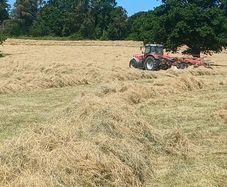 Hay