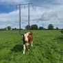 Incalf heifers Image 9