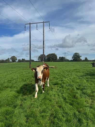 Incalf heifers