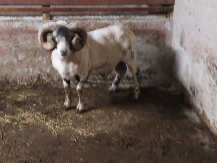 Lanark Ram
