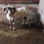 Lanark Ram Image 3