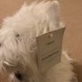 Next Westie Door Stop Image 4