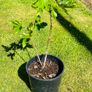 Beautiful Established Fig Tree 3ft Tall in Large Container Image 5