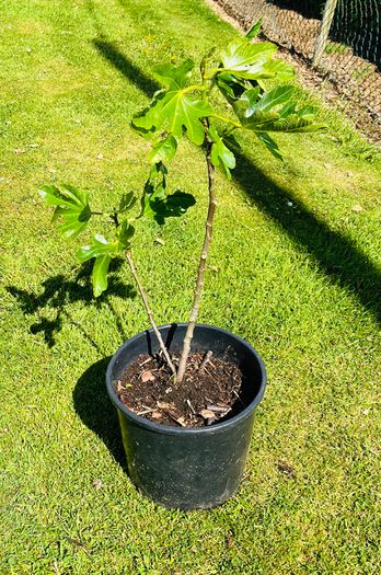 Beautiful Established Fig Tree 3ft Tall in Large Container