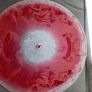 A Storm Of Light/Nadja - Primitive North  2 LP with CD - 2009 (AUTOGRAPHED) Image 4