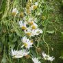 Flowers perennial daisies Image 4