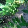 Solomon's seal plant Image 2