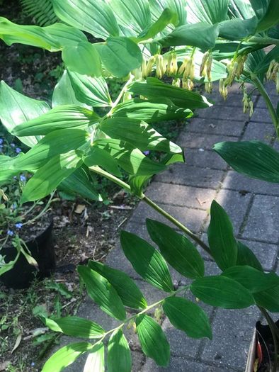 Solomon's seal plant